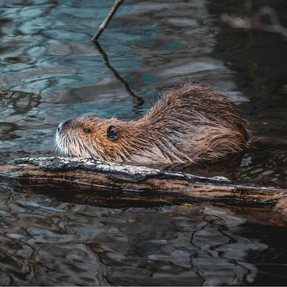 wat is er te zien op de biesbosch route